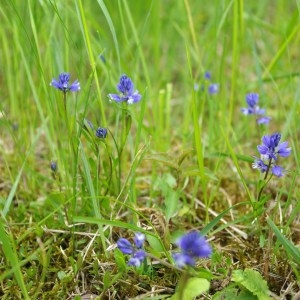 Photographie n°64471 du taxon Polygala calcarea F.W.Schultz [1837]