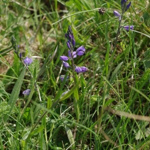 Photographie n°64472 du taxon Polygala vulgaris L. [1753]