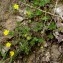  Jean-Luc Gorremans - Potentilla reptans L. [1753]