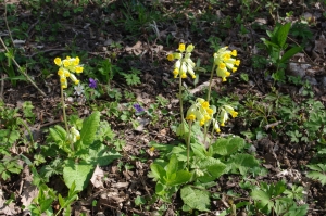 Jean-Luc Gorremans, le 11 avril 2010 (Draveil (Forêt de Sénart))