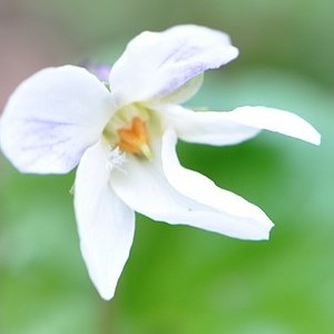 Viola odorata subsp. odorata var. odorata f. albiflora Oborny