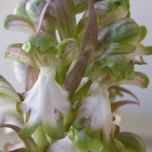 Photographie n°64484 du taxon Himantoglossum robertianum (Loisel.) P.Delforge [1999]