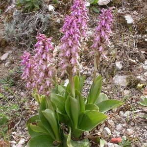 Photographie n°64486 du taxon Himantoglossum robertianum (Loisel.) P.Delforge [1999]
