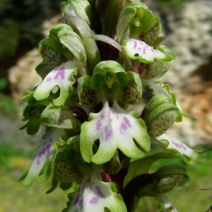 Photographie n°64487 du taxon Himantoglossum robertianum (Loisel.) P.Delforge [1999]