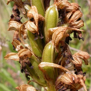 Photographie n°64488 du taxon Himantoglossum robertianum (Loisel.) P.Delforge [1999]