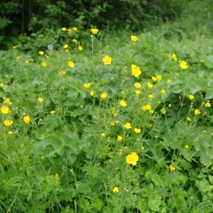 Photographie n°64496 du taxon Ranunculus acris L. [1753]