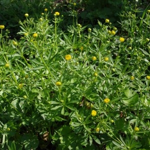 Photographie n°64497 du taxon Ranunculus auricomus L. [1753]