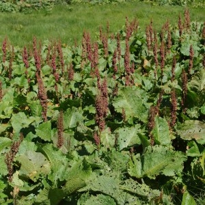 Photographie n°64504 du taxon Rumex alpinus L. [1759]