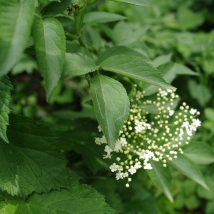 Photographie n°64507 du taxon Sambucus nigra L. [1753]