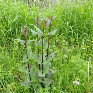 Photographie n°64509 du taxon Scrophularia nodosa L. [1753]