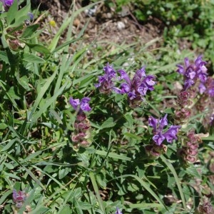 Photographie n°64510 du taxon Scutellaria alpina L.