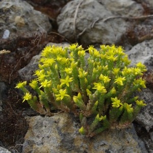 Photographie n°64512 du taxon Sedum acre L. [1753]