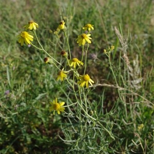 Photographie n°64513 du taxon Senecio inaequidens DC. [1838]