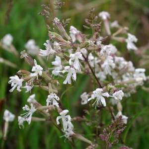 Photographie n°64517 du taxon Silene nutans L. [1753]