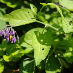 Photographie n°64519 du taxon Solanum dulcamara L. [1753]