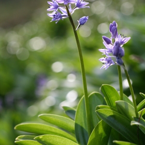 Scilla lilio-hyacinthus L. [1753] [nn61487] par Jean-Claude ABADIE le 04/05/2006 - Bagnères-de-Bigorre