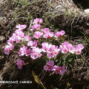 Photographie n°64536 du taxon Androsace carnea L. [1753]