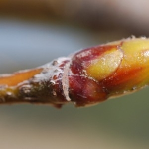 Photographie n°64544 du taxon Sorbus domestica L. [1753]