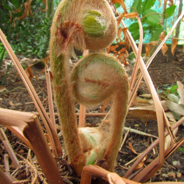 Osmunda regalis L. [1753] [nn47042] par Annick Larbouillat le 18/03/2012 - Roissy-en-Brie