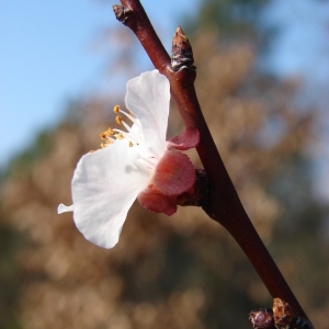 Prunus armeniaca L. (Abricotier)