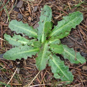 Photographie n°64567 du taxon Hypochaeris radicata L. [1753]