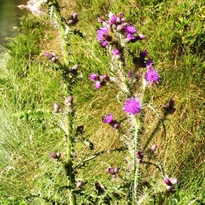 Photographie n°64577 du taxon Cirsium palustre (L.) Scop. [1772]