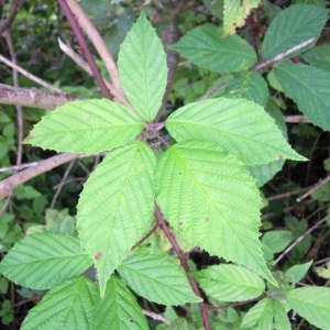 Rubus rudis Weihe (Ronce rude)