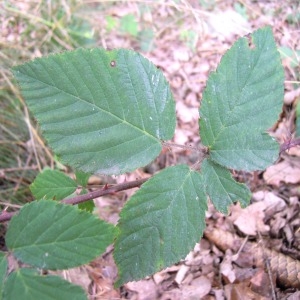 Rubus lentiginosus Y.Heslop-Harrison