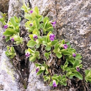 Photographie n°64737 du taxon Primula latifolia Lapeyr.