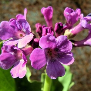 Photographie n°64741 du taxon Primula latifolia Lapeyr.