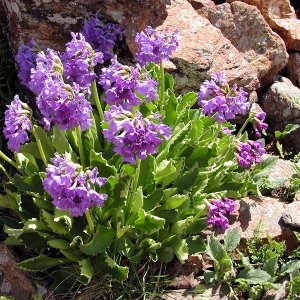 Photographie n°64742 du taxon Primula latifolia Lapeyr.