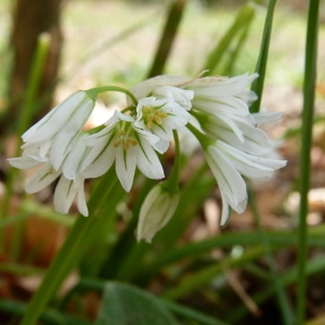 Photographie n°64754 du taxon Allium triquetrum L. [1753]