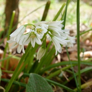 Photographie n°64755 du taxon Allium triquetrum L. [1753]