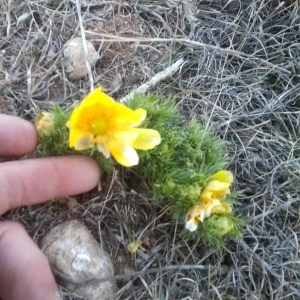 Photographie n°64760 du taxon Adonis vernalis L. [1753]