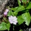  Alain Bigou - Epilobium obscurum Schreb. [1771]