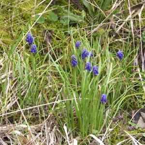 Photographie n°64784 du taxon Muscari neglectum Guss. ex Ten. [1842]