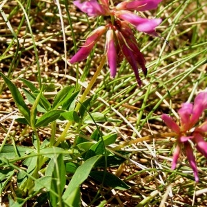 Photographie n°64785 du taxon Trifolium alpinum L. [1753]