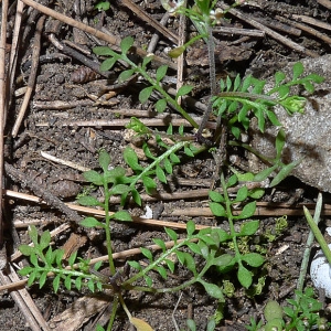 Photographie n°64800 du taxon Hornungia petraea (L.) Rchb. [1838]