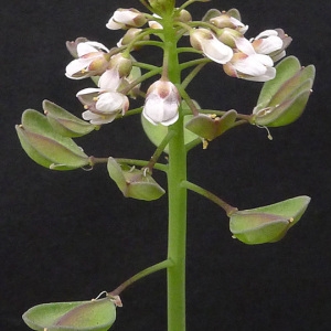 Photographie n°64802 du taxon Kandis perfoliata (L.) Kerguélen