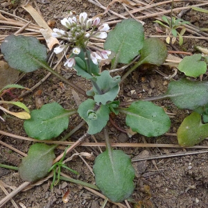 Photographie n°64804 du taxon Kandis perfoliata (L.) Kerguélen