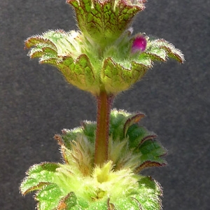 Photographie n°64807 du taxon Lamium amplexicaule L.