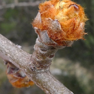 Photographie n°64809 du taxon Pyrus spinosa Forssk. [1775]