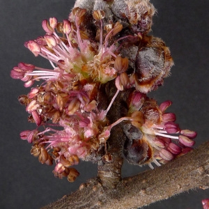 Ulmus campestris sensu auct. plur. (Orme champêtre)