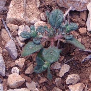 Photographie n°64817 du taxon Helianthemum salicifolium (L.) Mill. [1768]