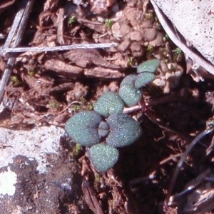  - Chaenorhinum rubrifolium subsp. rubrifolium 
