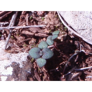 Chaenorhinum rubrifolium (Robill. & Castagne ex DC.) Fourr. subsp. rubrifolium (Linaire à feuilles rougeâtres)