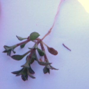 Photographie n°64826 du taxon Arenaria serpyllifolia L. [1753]
