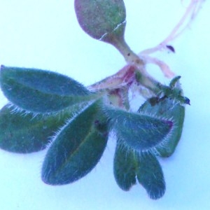 Photographie n°64827 du taxon Cerastium pumilum Curtis [1777]