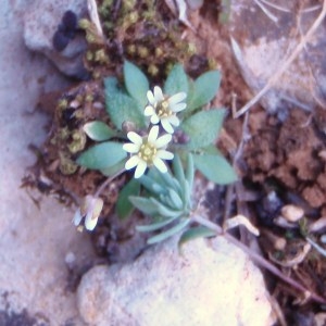 Photographie n°64829 du taxon Cerastium pumilum Curtis [1777]