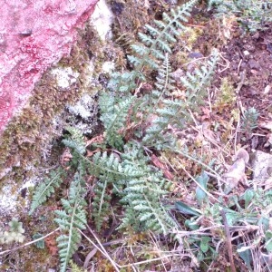 Photographie n°64847 du taxon Asplenium fontanum (L.) Bernh. [1799]